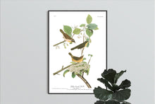 Load image into Gallery viewer, Yellow-Breasted Warbler Print by John Audubon