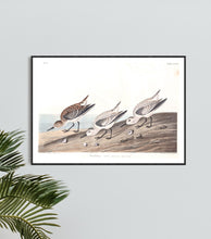 Load image into Gallery viewer, Sanderling Print by John Audubon