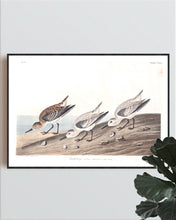 Load image into Gallery viewer, Sanderling Print by John Audubon