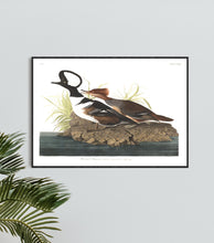 Load image into Gallery viewer, Hooded Merganser Print by John Audubon