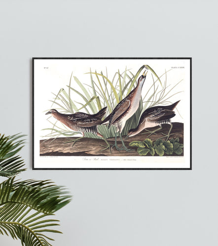 Sora or Rail Print by John Audubon