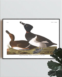 Ring-Necked Duck Print by John Audubon