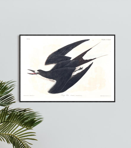 Sooty Tern Print by John Audubon