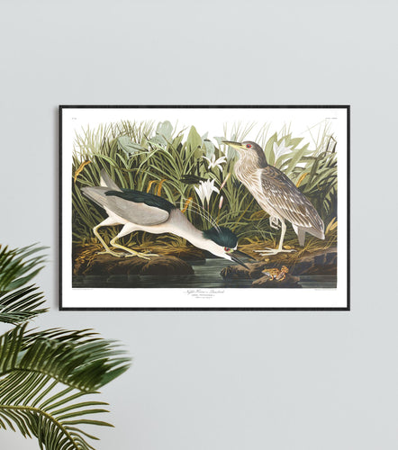 Night Heron Print by John Audubon