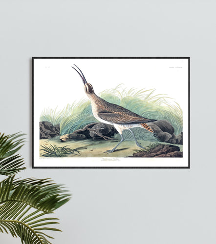 Hudsonian Curlew Print by John Audubon