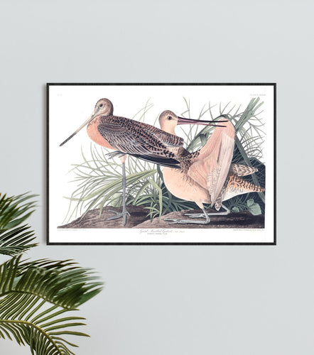 Great Marbled Godwit Print by John Audubon