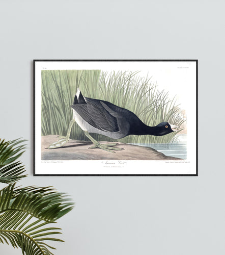 American Coot Print by John Audubon