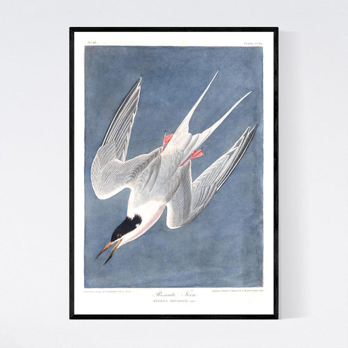 Roseate Tern Print by John Audubon