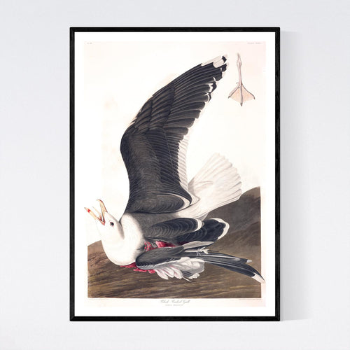 Black Backed Gull Print by John Audubon