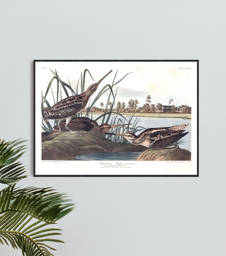 American Snipe Print by John Audubon