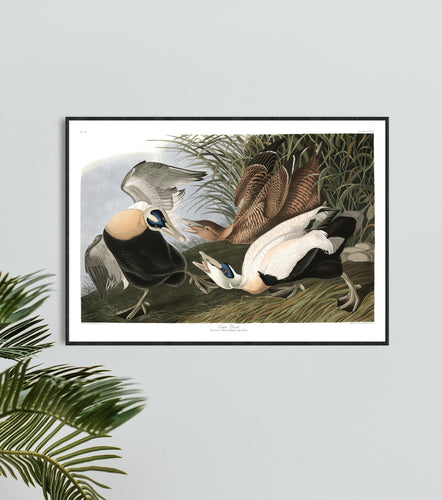 Eider Duck Print by John Audubon