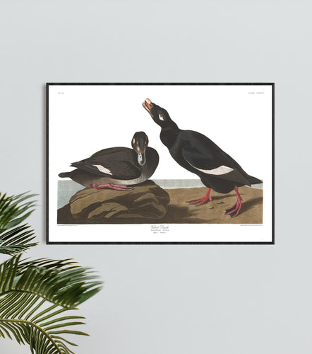 Velvet Duck Print by John Audubon