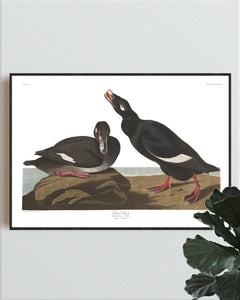 Velvet Duck Print by John Audubon