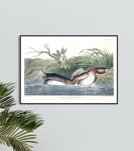 American Pied-Bill Dobchick Print by John Audubon