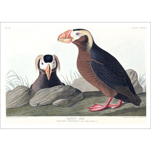 Tufted Auk Print by John Audubon