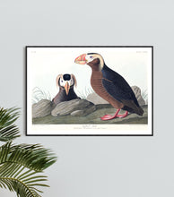 Load image into Gallery viewer, Tufted Auk Print by John Audubon