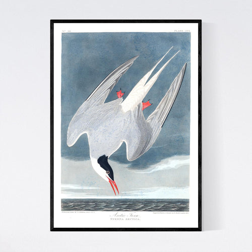 Artic Tern Print by John Audubon