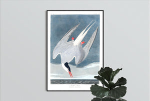 Artic Tern Print by John Audubon