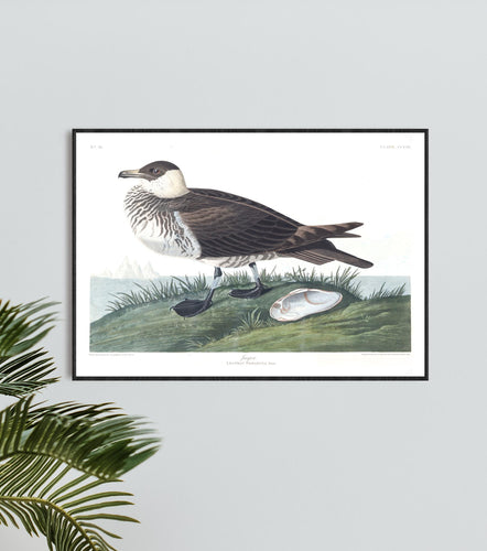 Jager Print by John Audubon