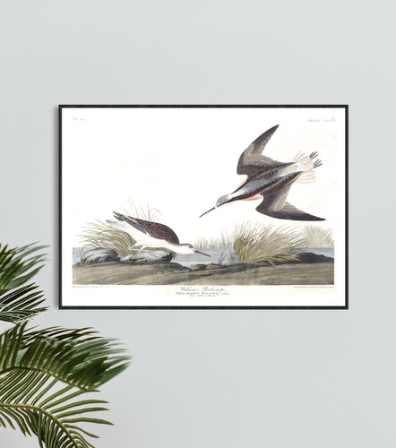 Wilson's Phalarope Print by John Audubon