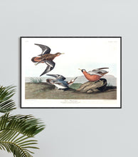 Load image into Gallery viewer, Red Phalarope Print by John Audubon