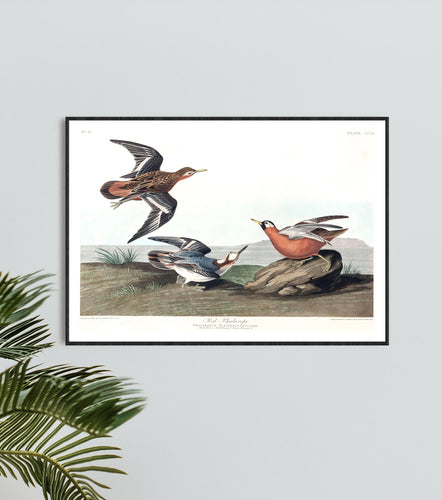 Red Phalarope Print by John Audubon