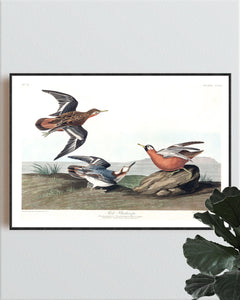 Red Phalarope Print by John Audubon