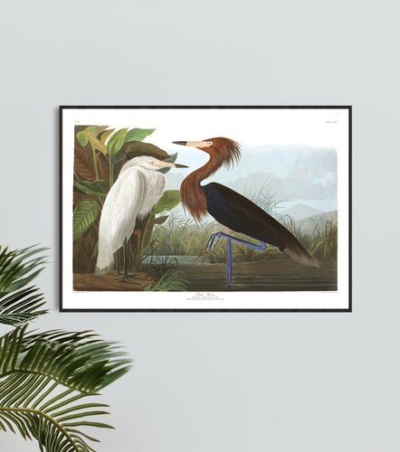 Purple Heron Print by John Audubon