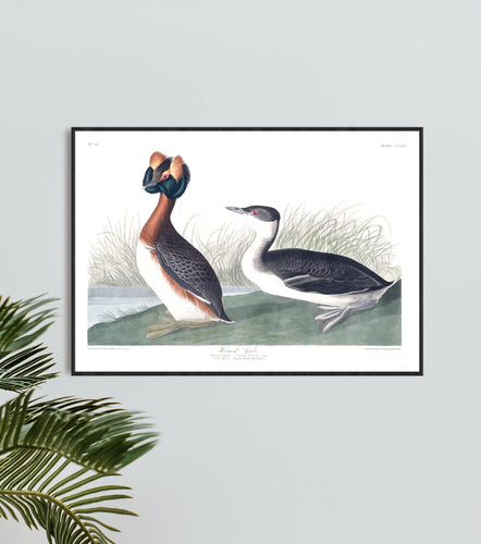 Horned Grebe Print by John Audubon