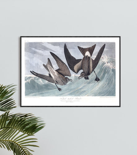 Forked-Tailed Petrel Print by John Audubon