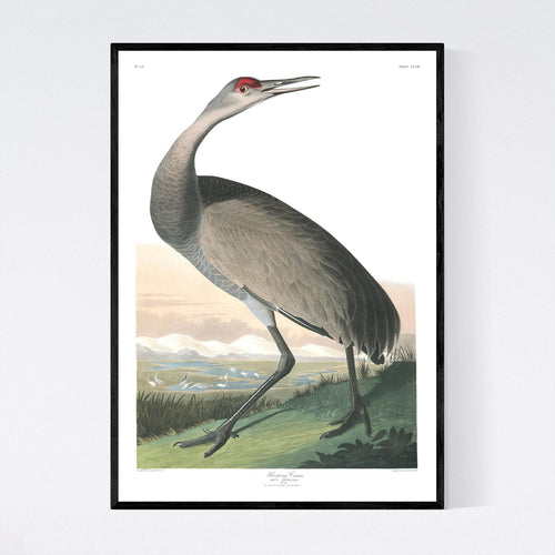 Hooping Crane Print by John Audubon