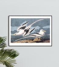 Load image into Gallery viewer, Tropic Bird Print by John Audubon