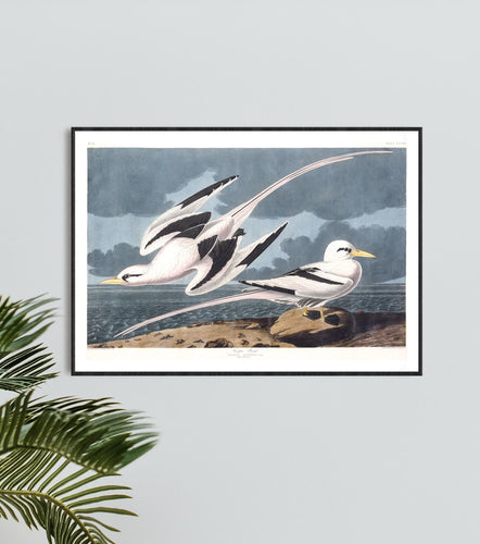 Tropic Bird Print by John Audubon