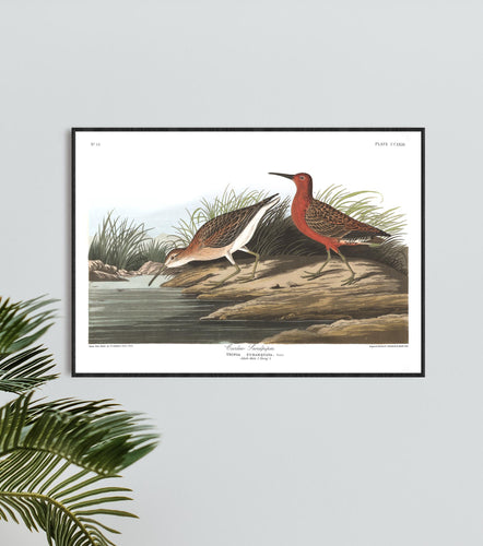 Curlew Sandpiper Print by John Audubon