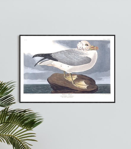 Fulmar Petral Print by John Audubon