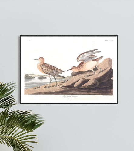 Buff Breasted Sandpiper Print by John Audubon