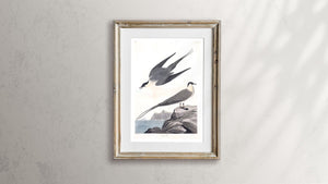 Artic Yager Print by John Audubon