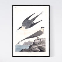 Load image into Gallery viewer, Artic Yager Print by John Audubon