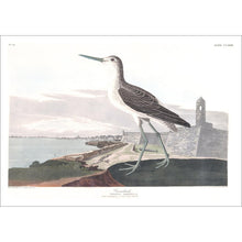 Load image into Gallery viewer, Greenshank Print by John Audubon