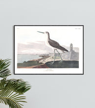 Load image into Gallery viewer, Greenshank Print by John Audubon