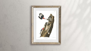 Red Headed Woodpecker Print by John Audubon