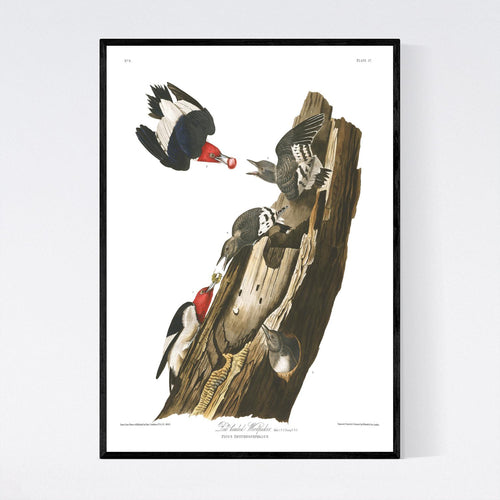 Red Headed Woodpecker Print by John Audubon