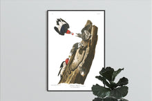 Load image into Gallery viewer, Red Headed Woodpecker Print by John Audubon