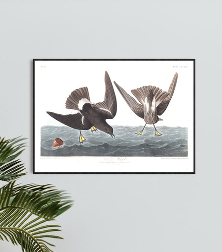 Wilson's Petrel Print by John Audubon