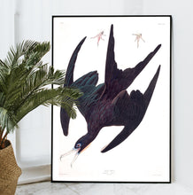 Load image into Gallery viewer, Frigate Pelican Print by John Audubon