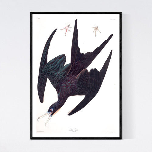 Frigate Pelican Print by John Audubon