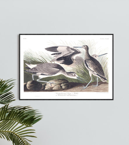 Semipalmated Snipe or WIllet Print by John Audubon