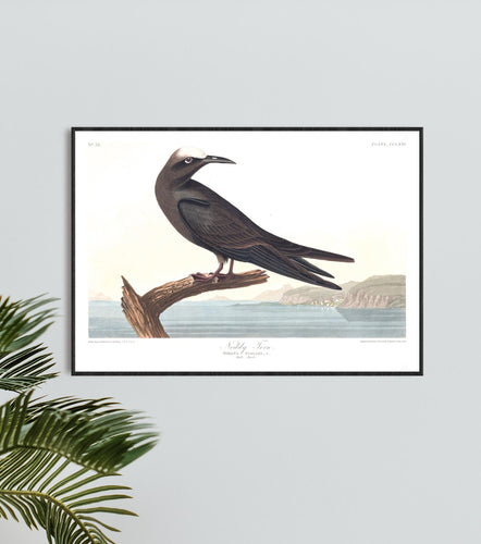 Noddy Tern Print by John Audubon