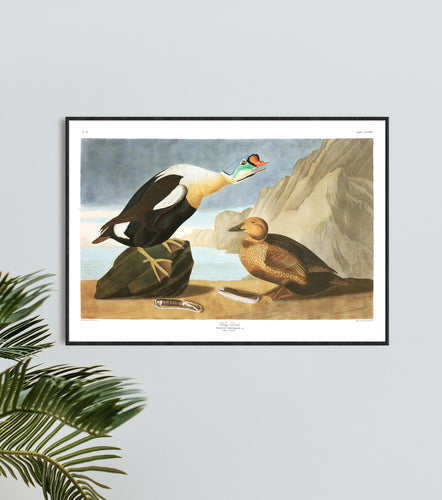 King Duck Print by John Audubon