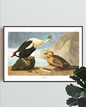 Load image into Gallery viewer, King Duck Print by John Audubon